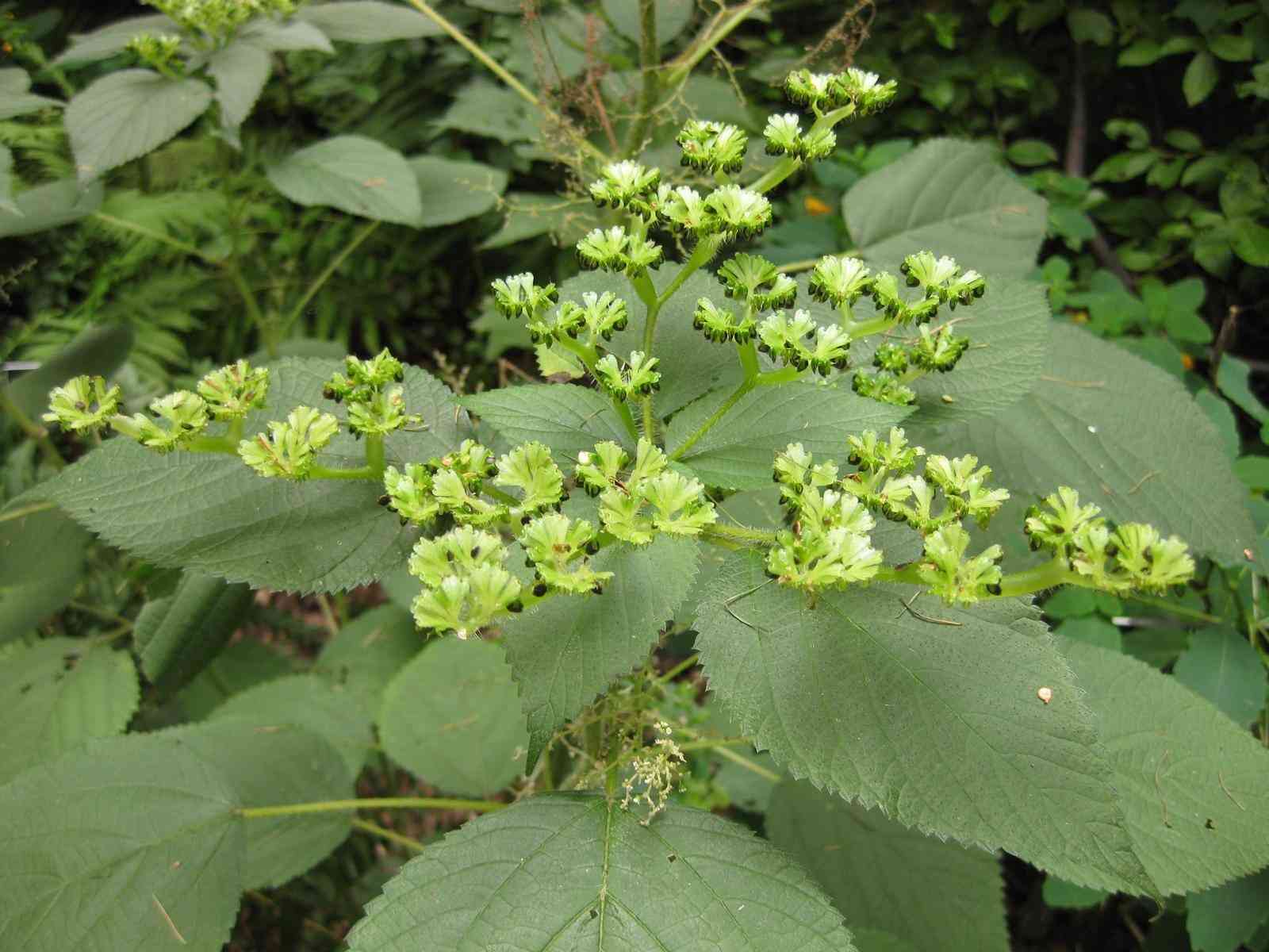 Canadian wood nettle