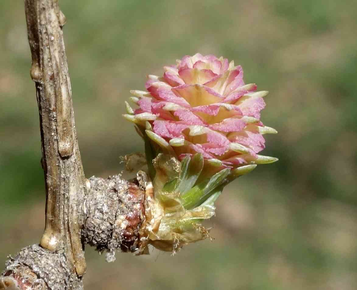 European larch