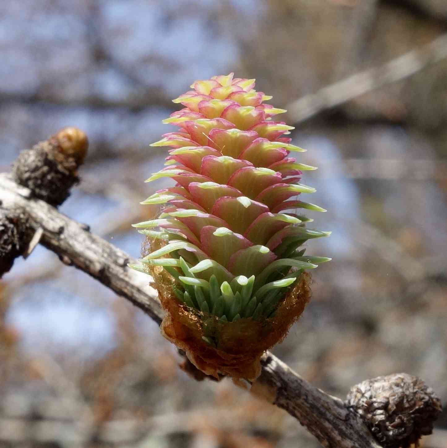 Japanese larch