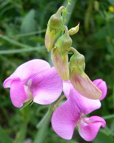Perennial pea