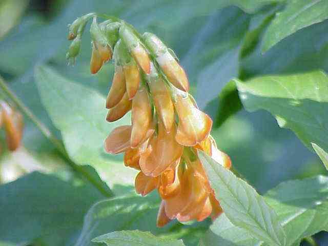 Peavines (Lathyrus)