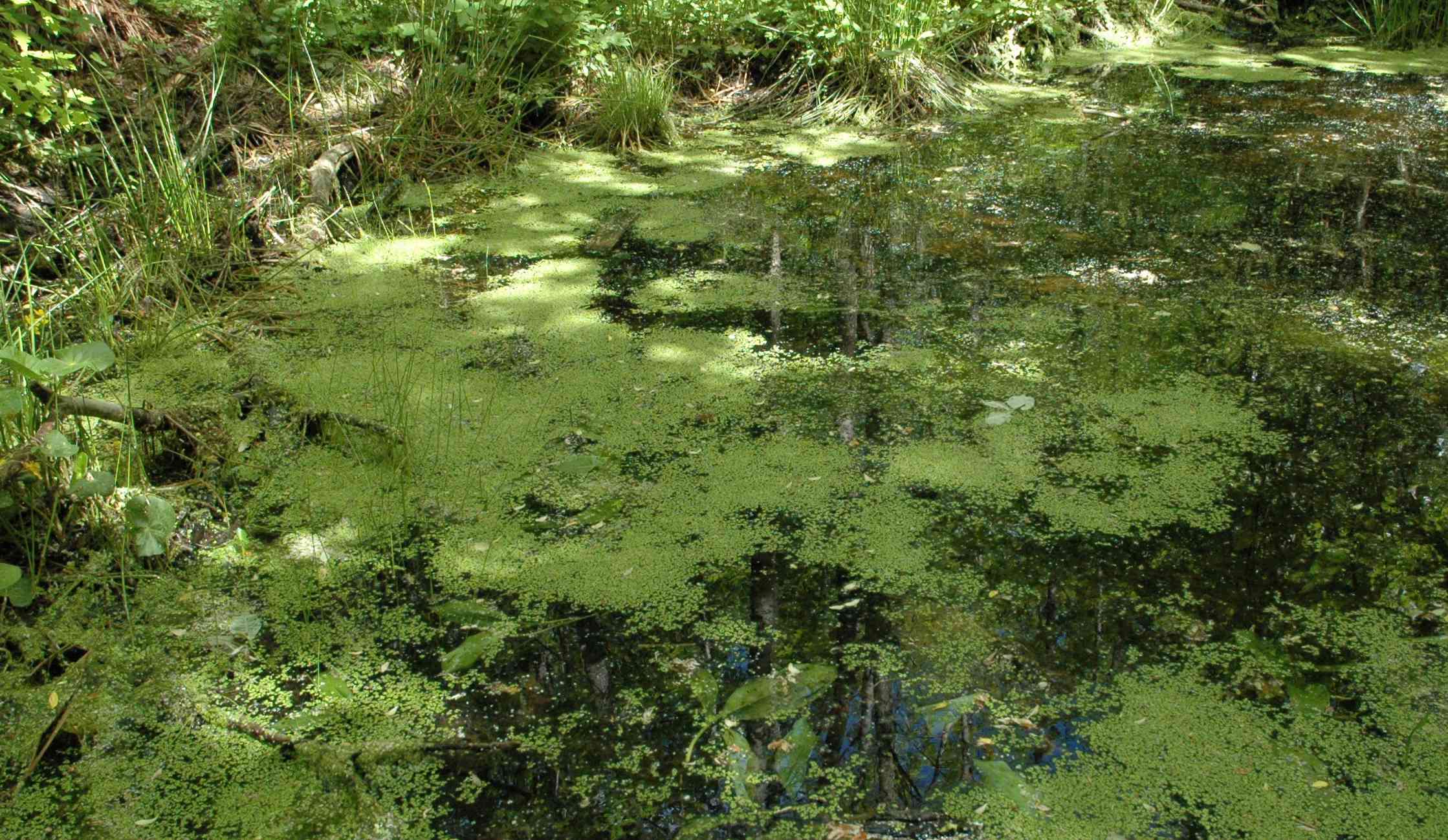 Common Duckweed