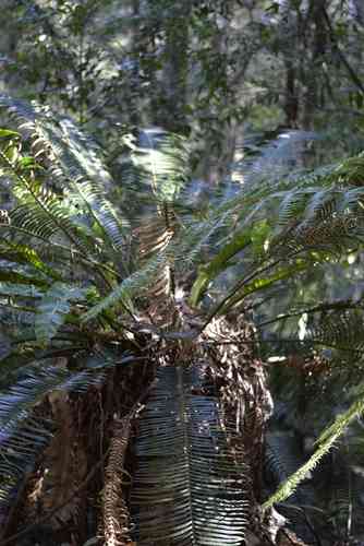 Pineapple zamia