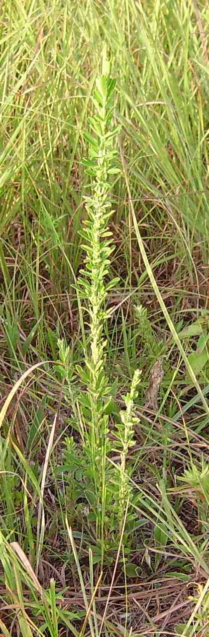 Sericea lespedeza