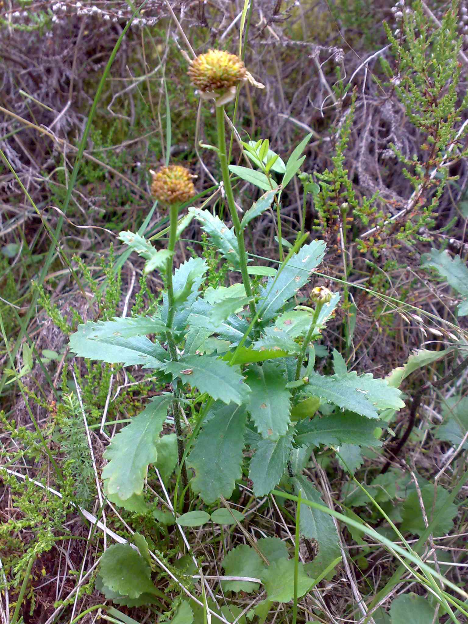 Oxeye daisy