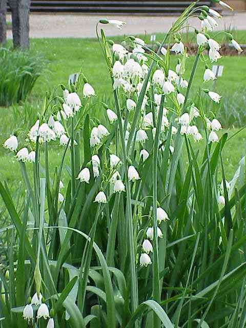 Summer snowflake