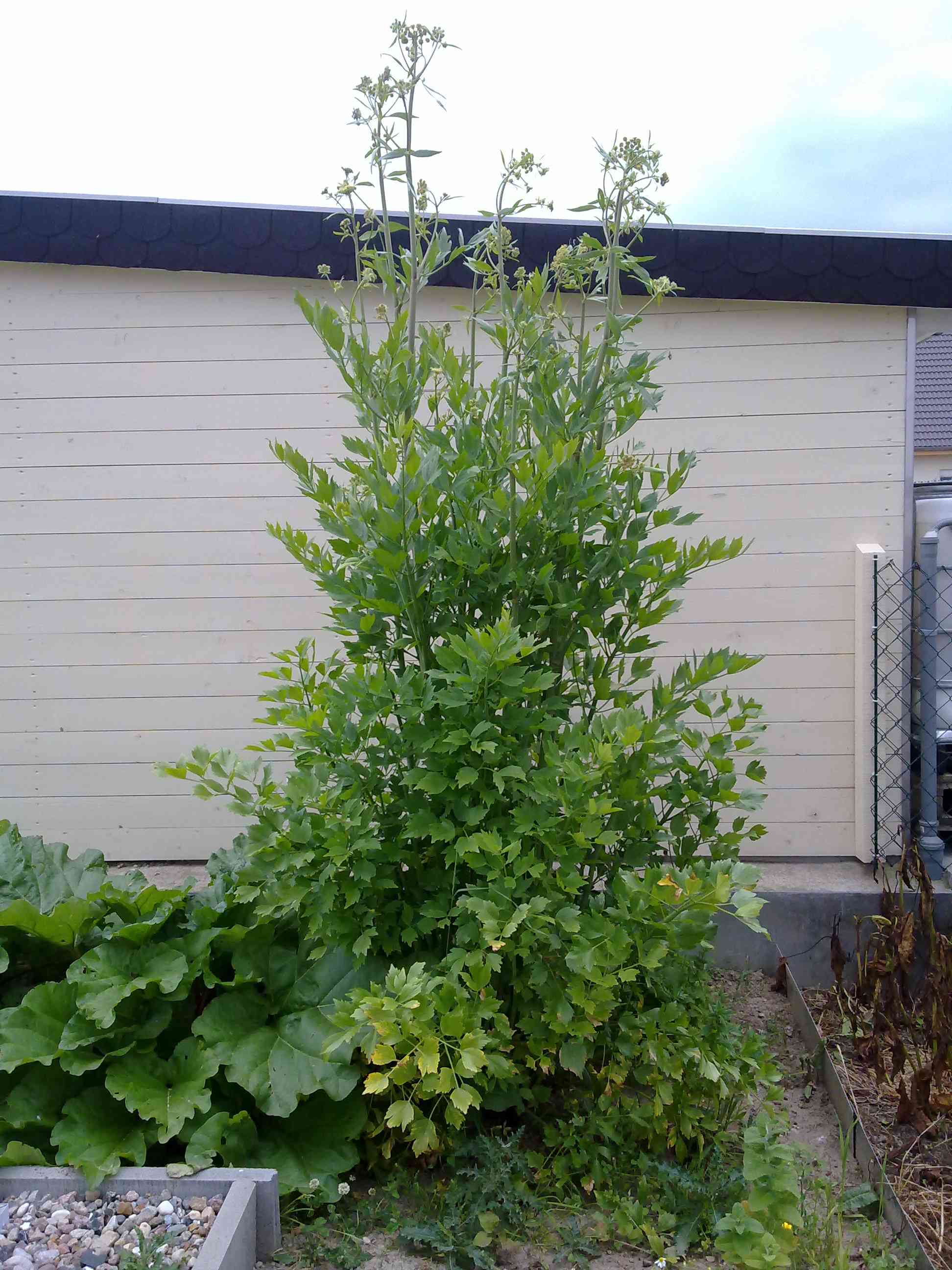 Lovage