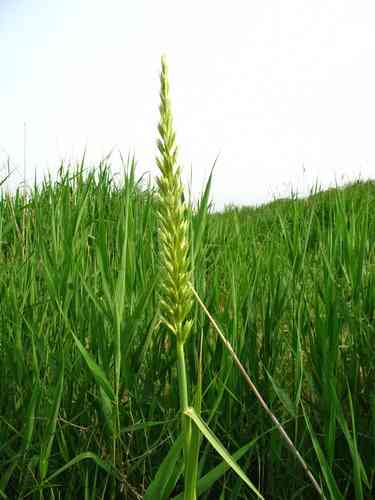 Mammoth wild rye