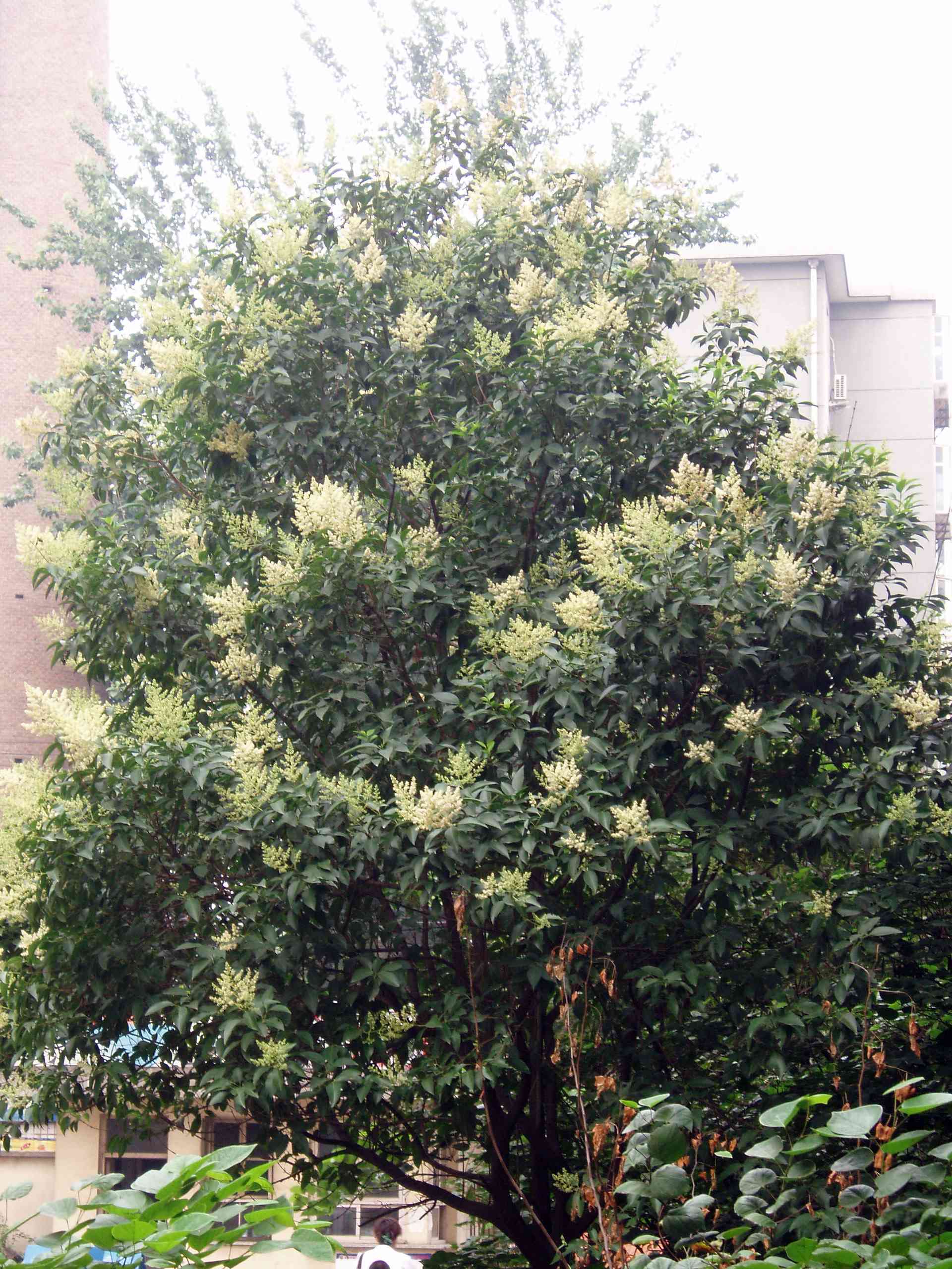Glossy privet