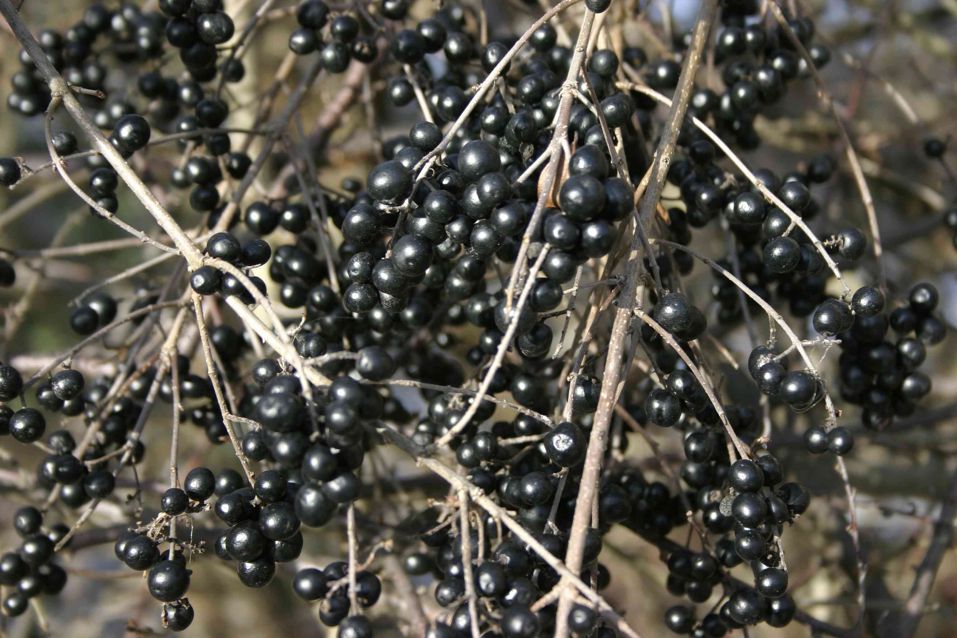 Wild privet
