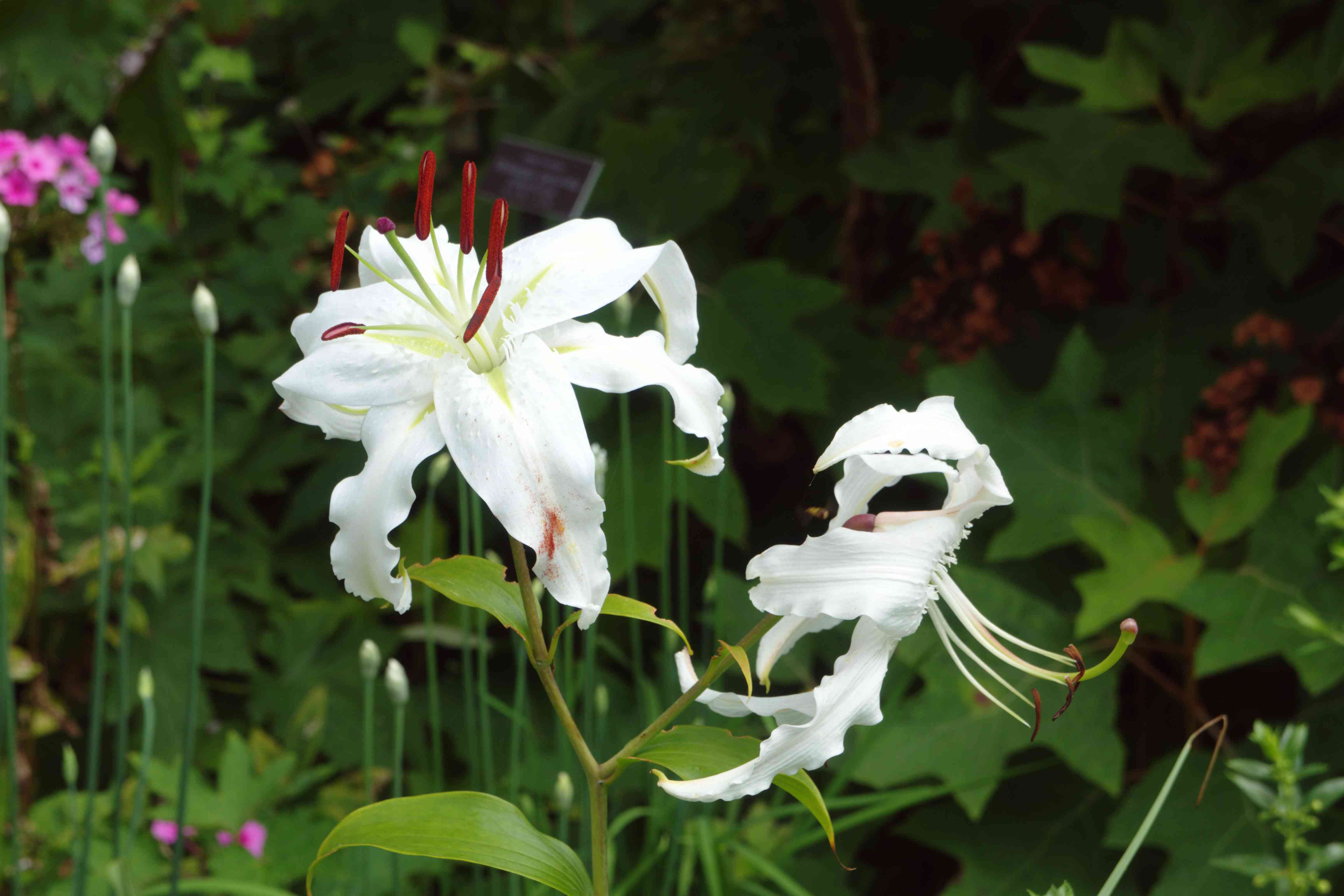Showy lily