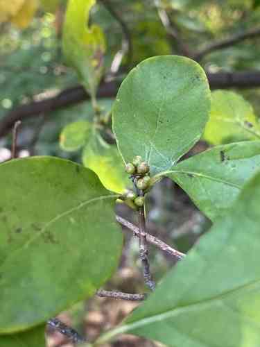 Northern spicebush