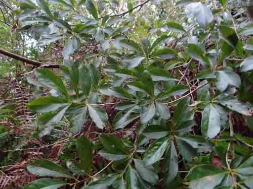 Spicebush