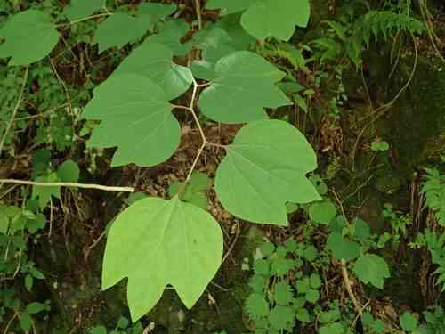 Japanese spicebush