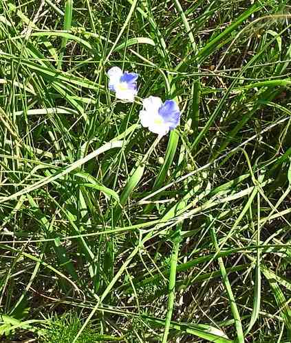 Blue Flax