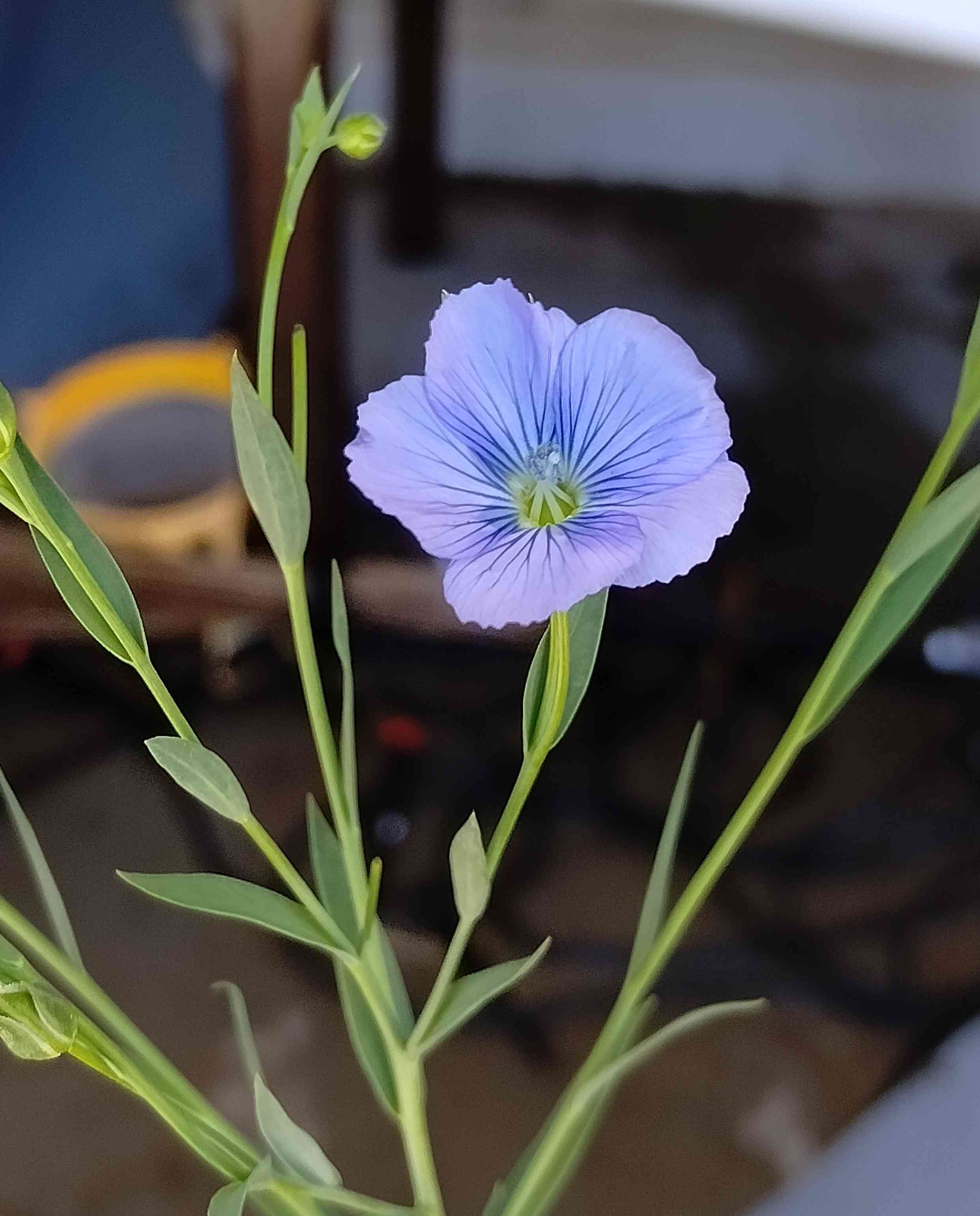 Flax
