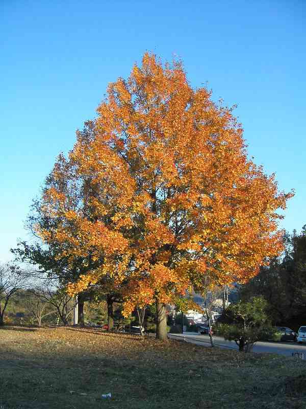 Formosan sweetgum
