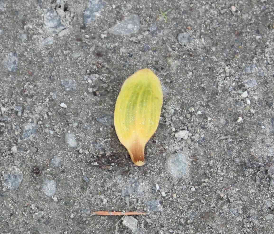 Chinese tulip tree