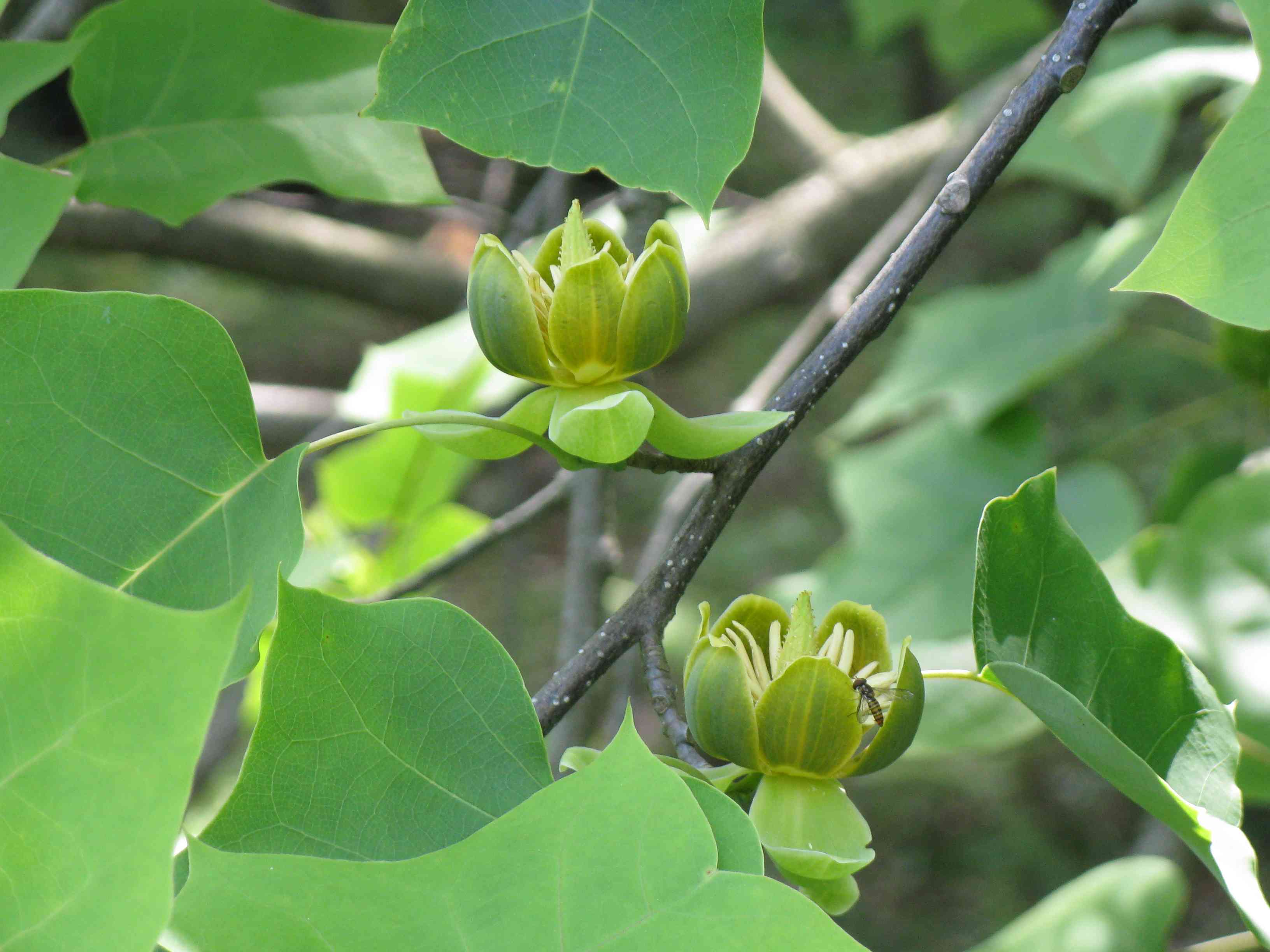 Chinese tulip tree