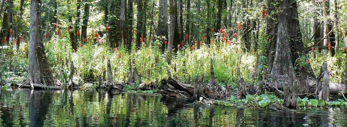 Cardinal flower