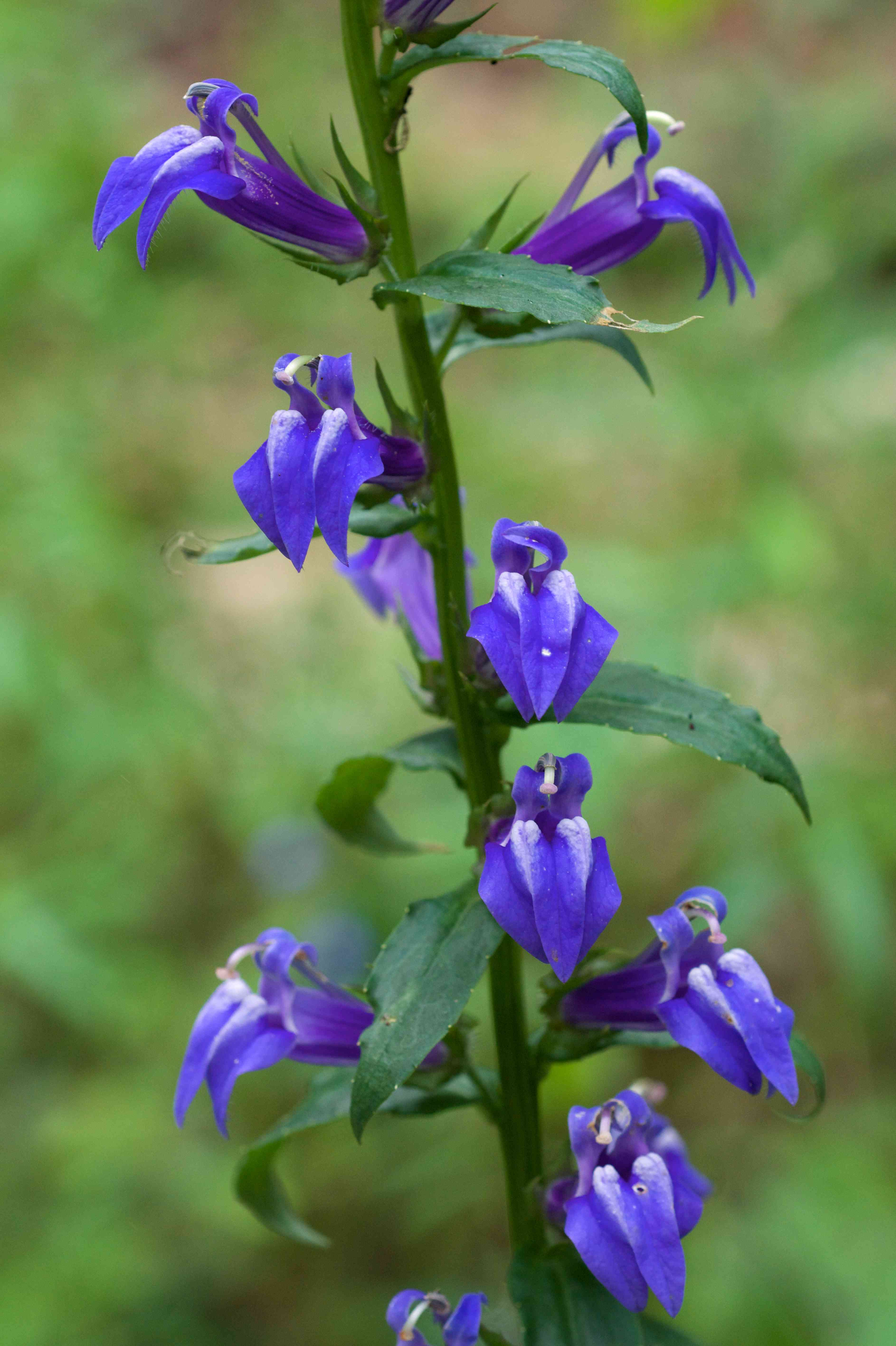 Great blue lobelia