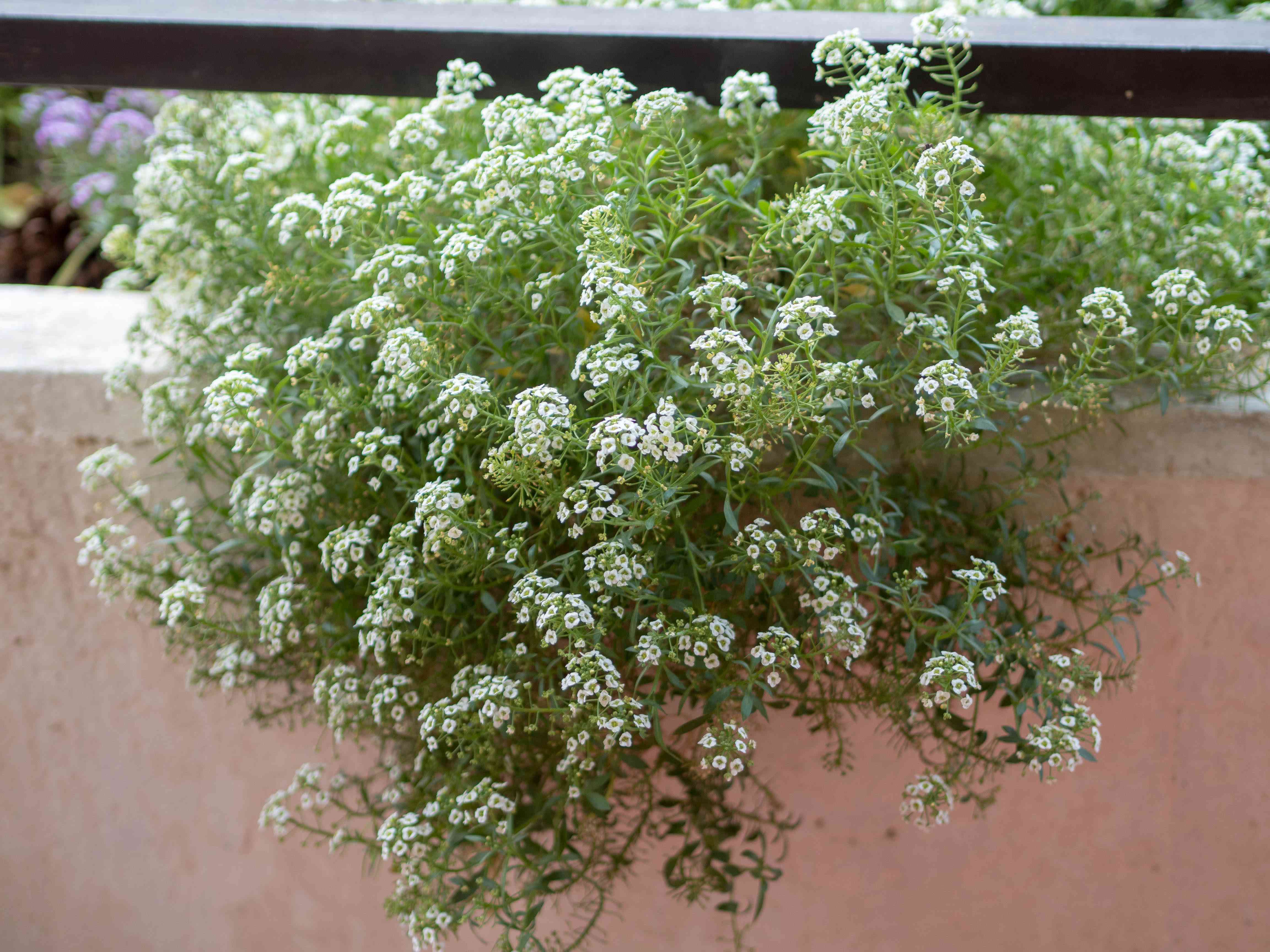 Sweet alyssum
