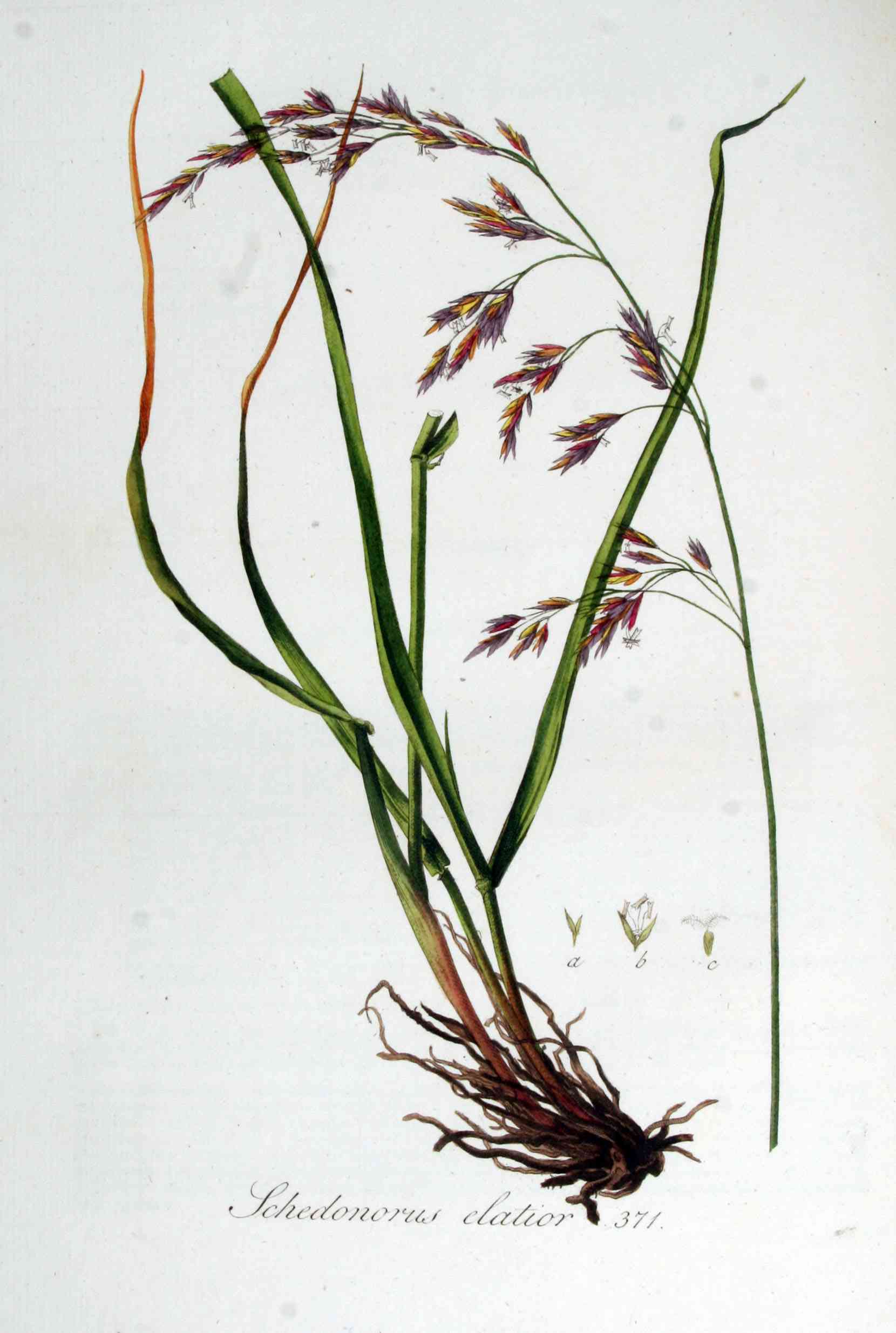 Tall Fescue