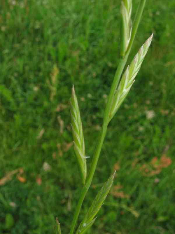 Italian ryegrass