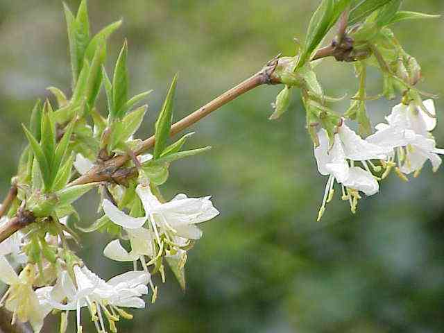 Winter honeysuckle