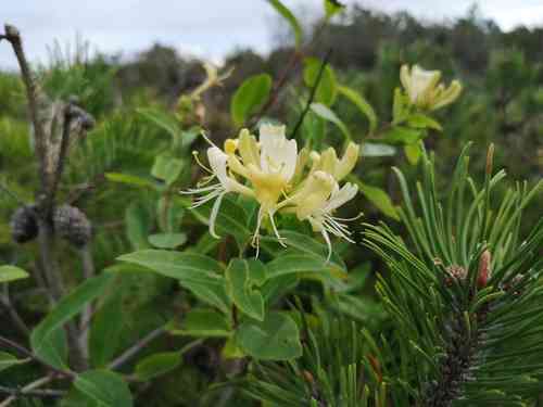 European honeysuckle