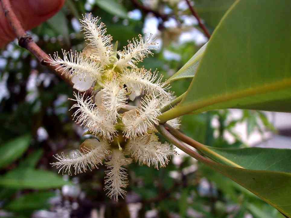 Vinegartree