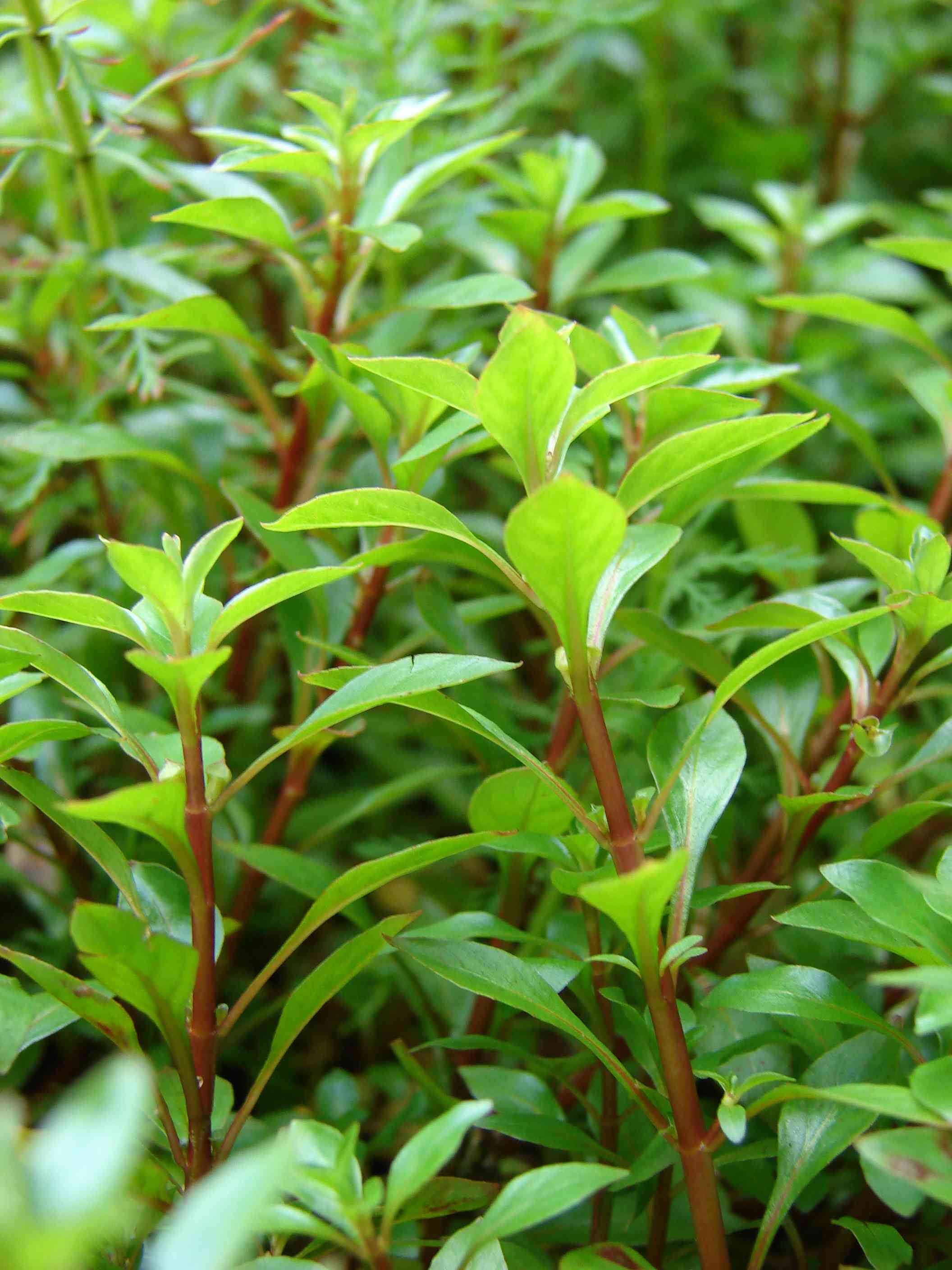 Marsh seedbox