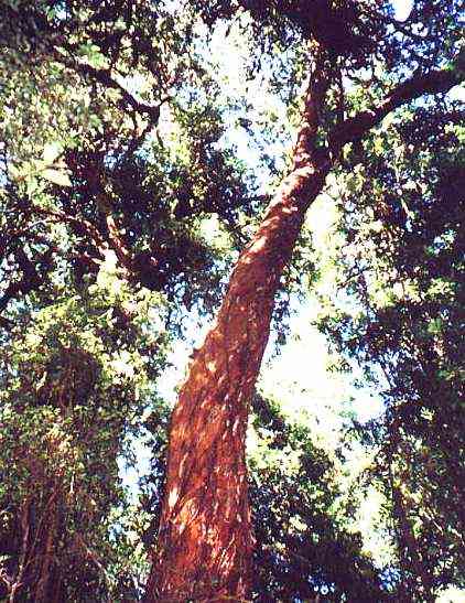Chilean myrtle