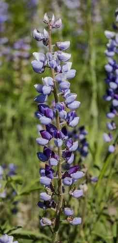 Wild Perennial Lupine
