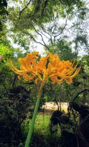 Golden spider-lily