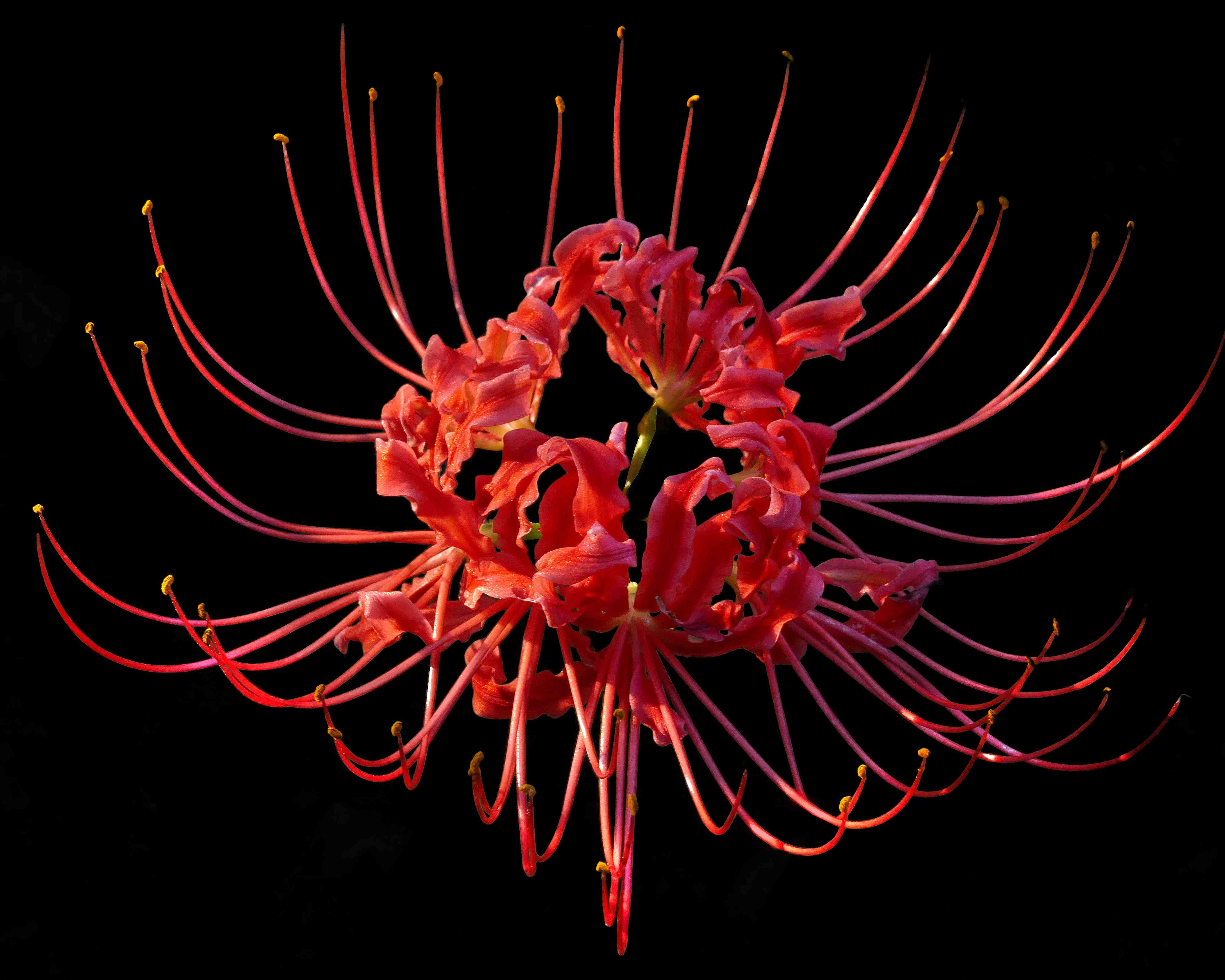 Red Spider lily