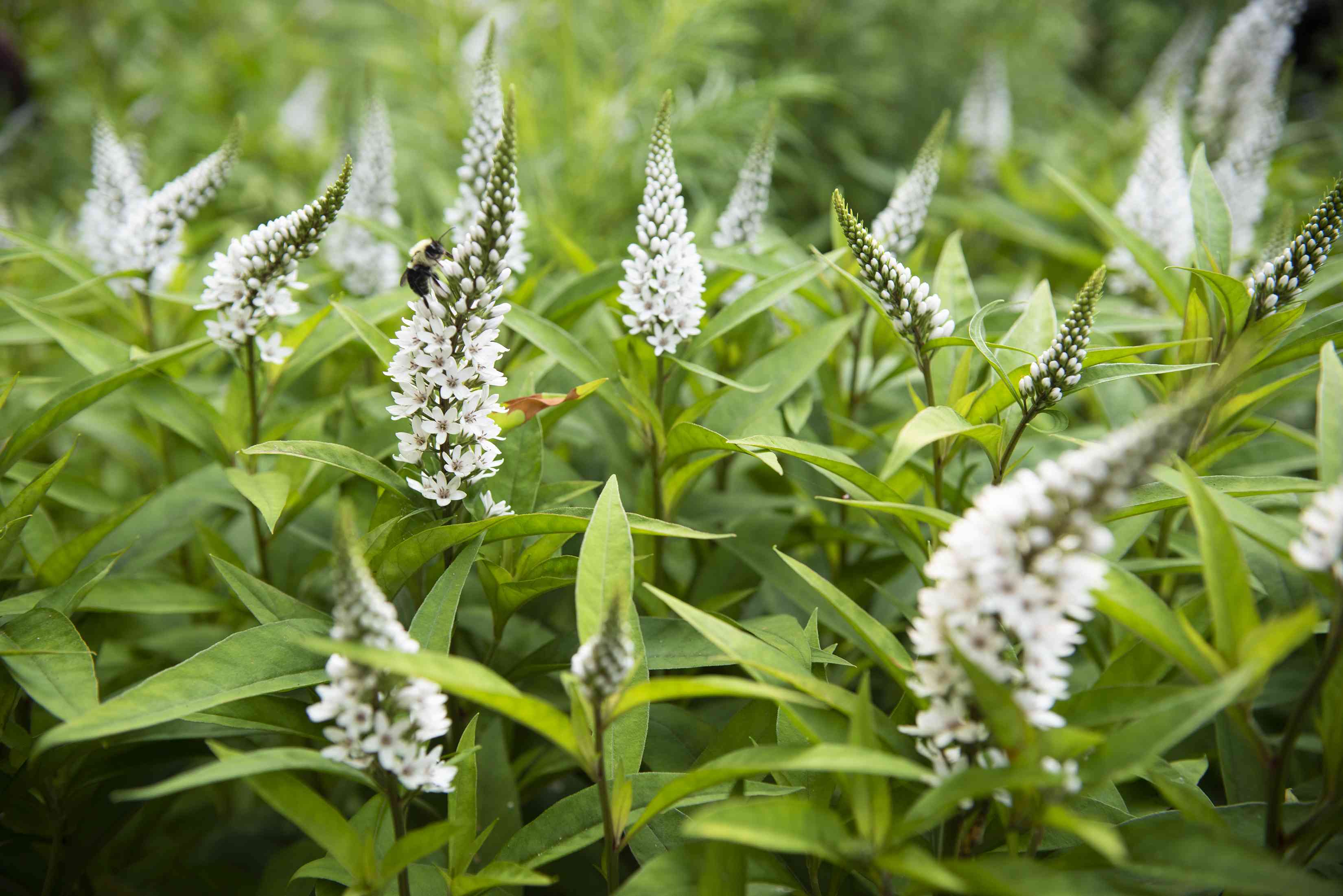 Gooseneck loosestrife
