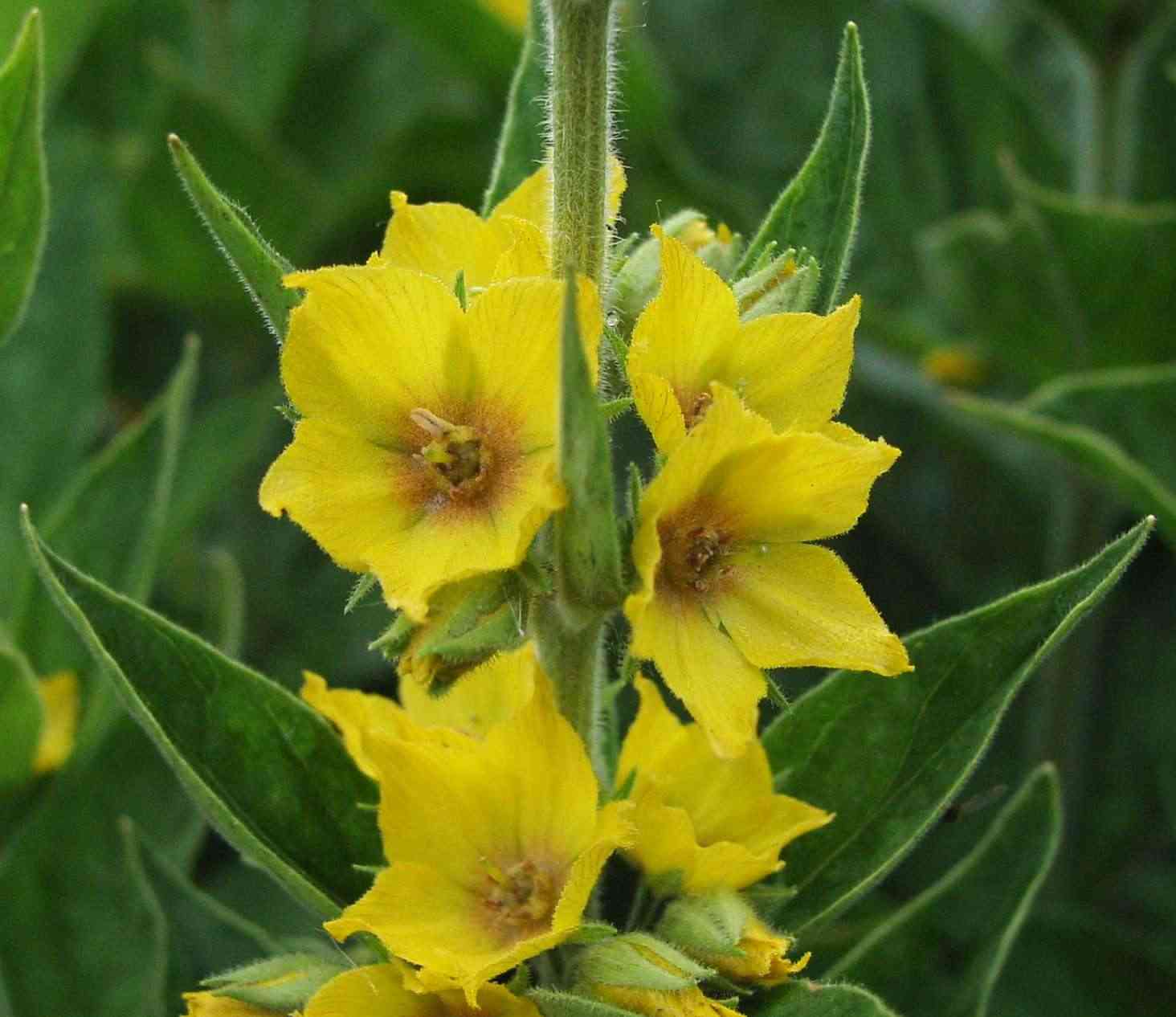 Large yellow loosestrife