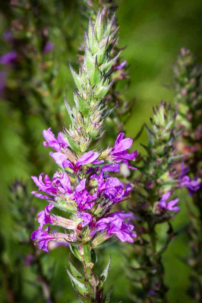 Purple loosestrife