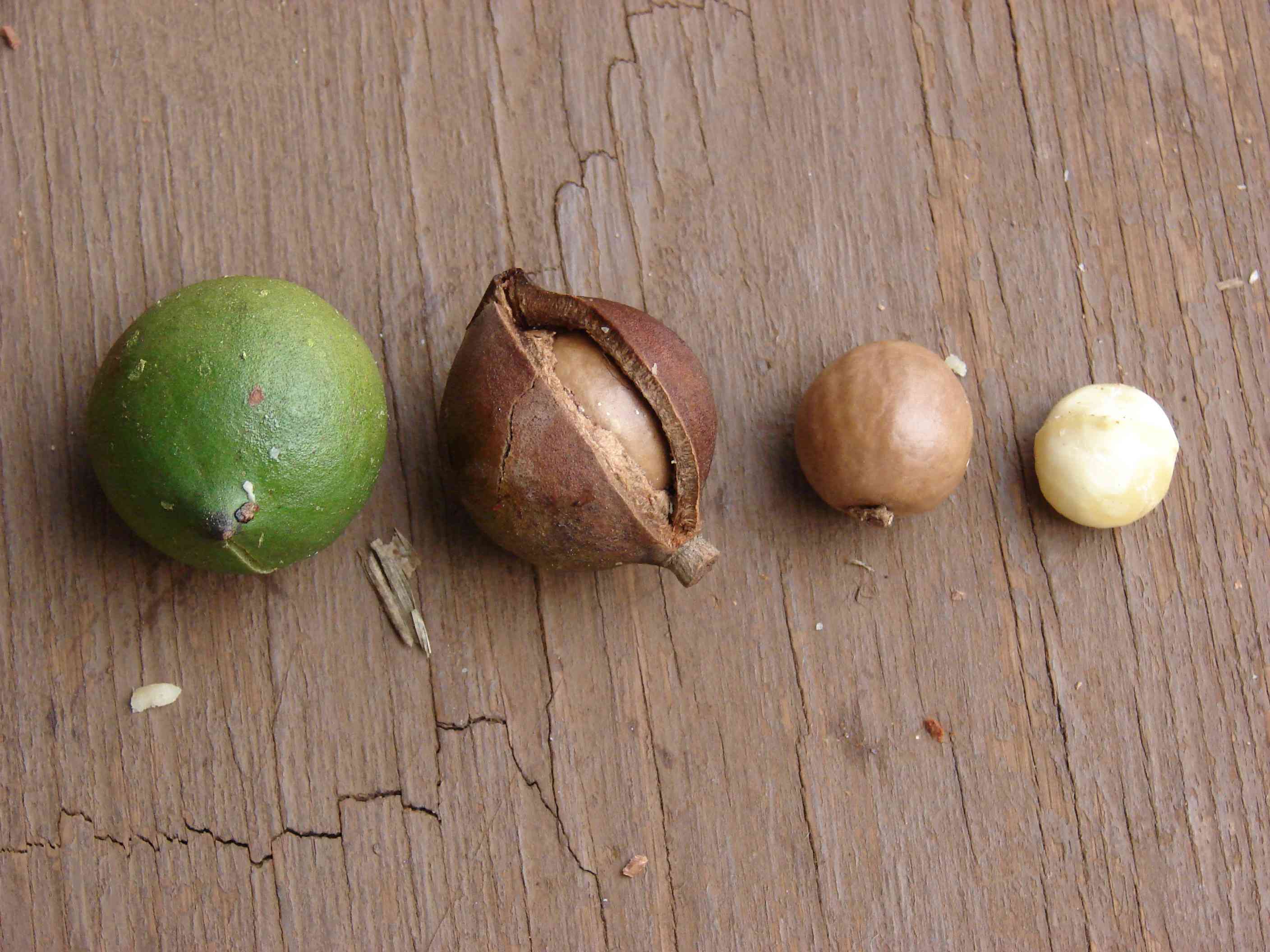 Macademia