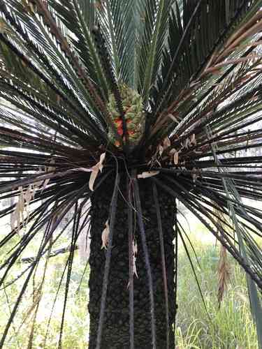 Moore's cycad