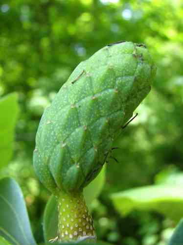 Cucumber tree