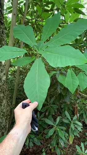 Fraser magnolia