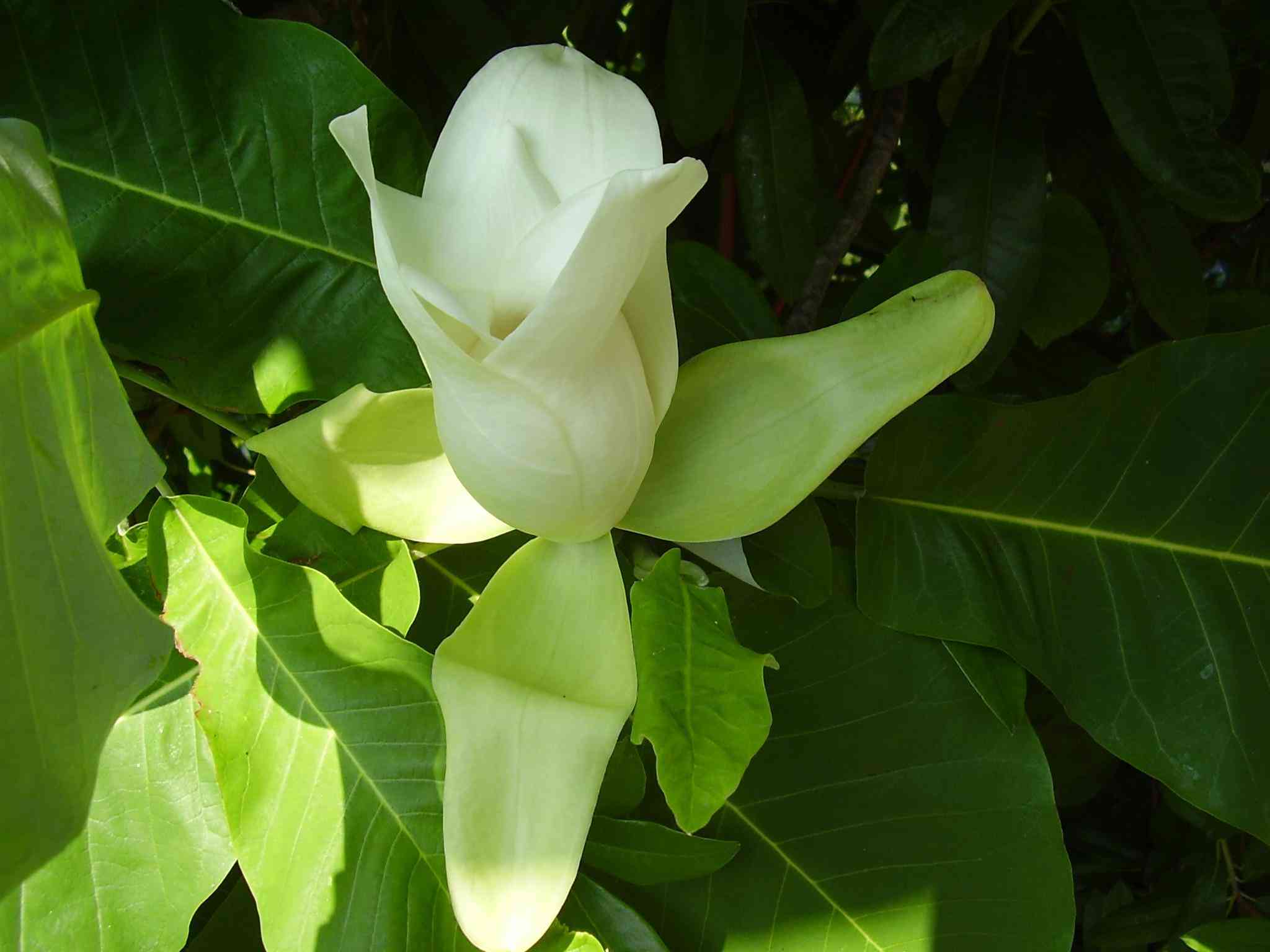 Bigleaf magnolia