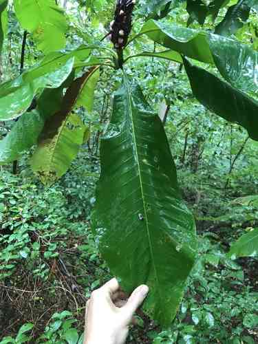 Umbrella tree