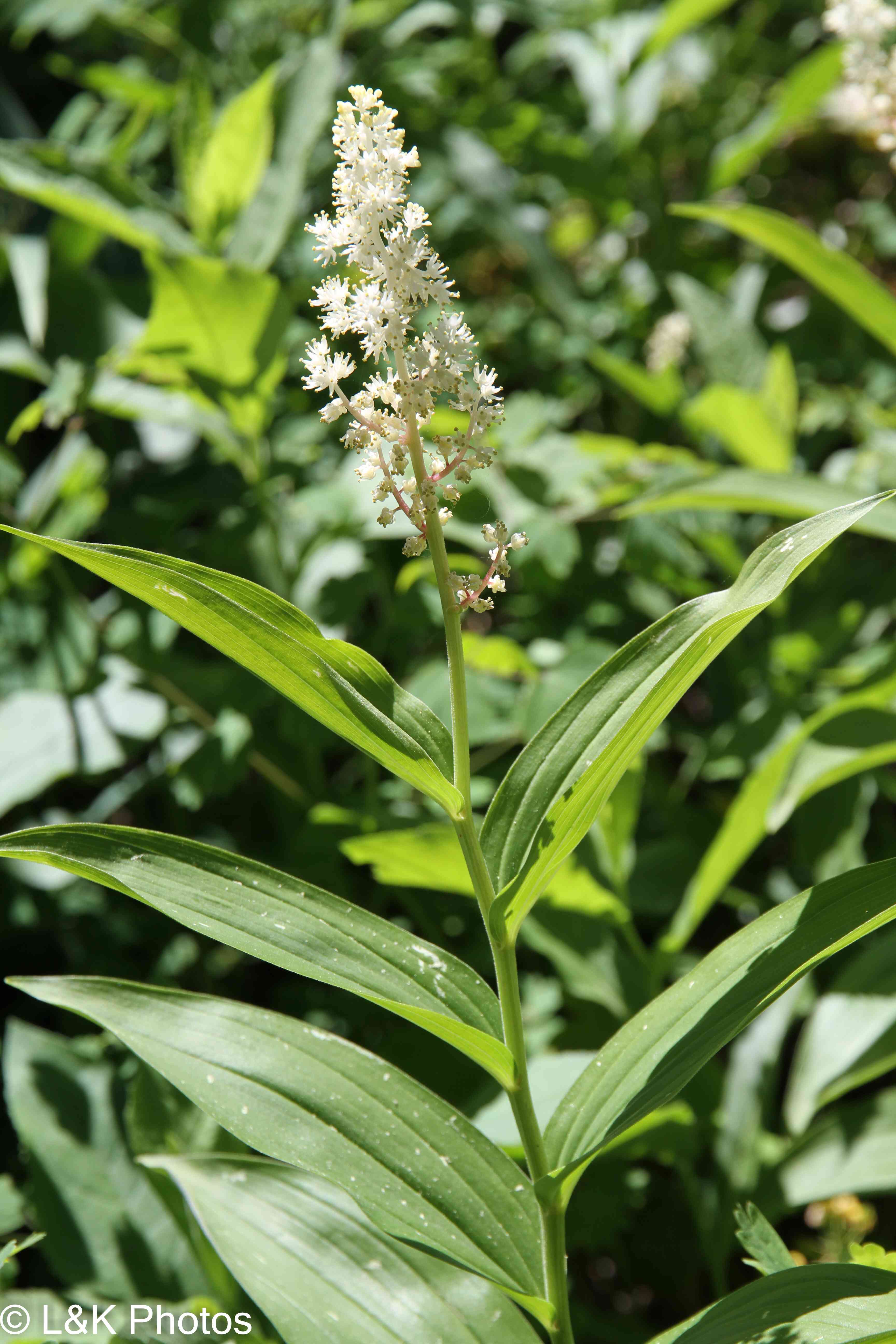 False solomon's seal