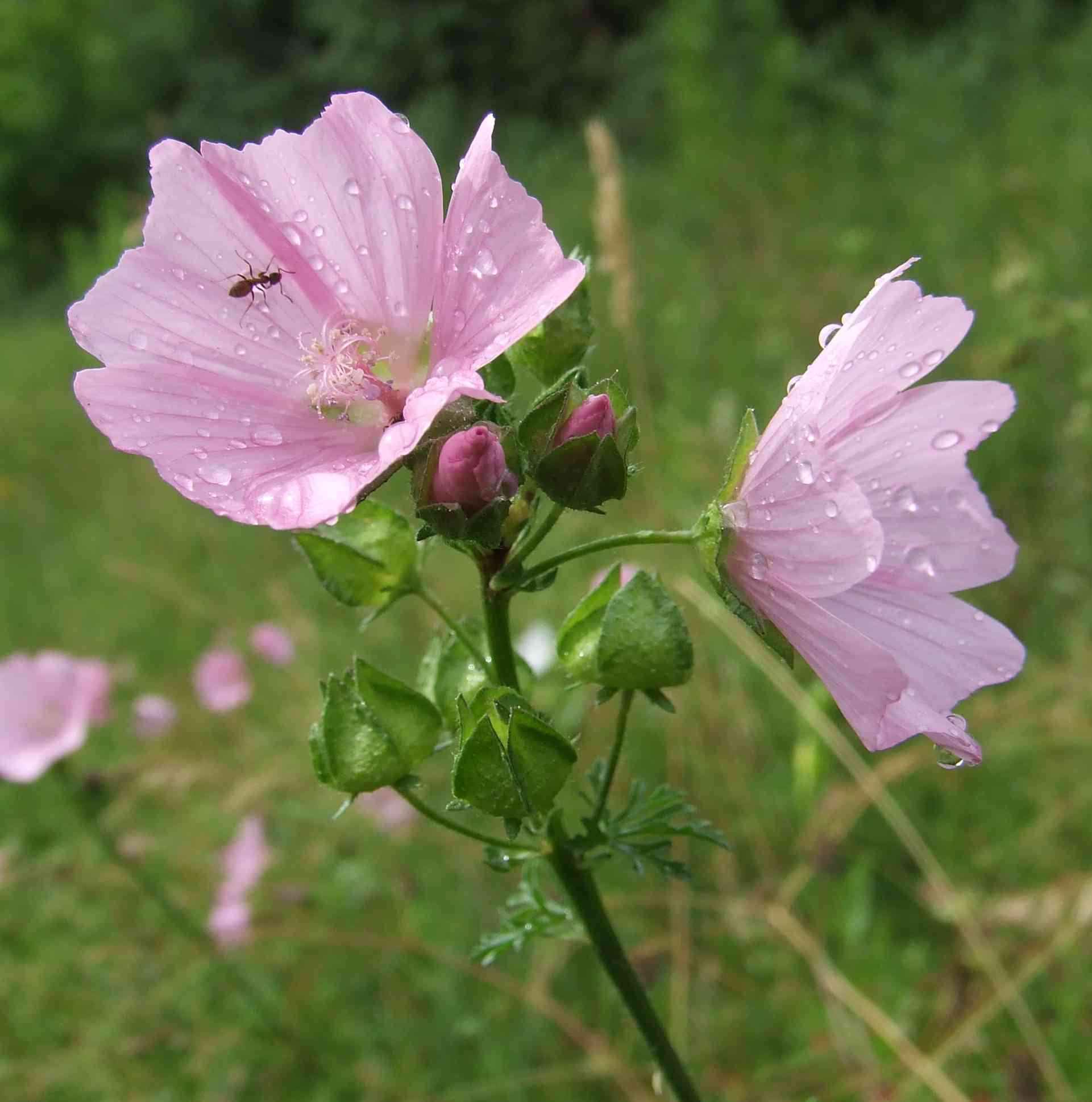 Musk mallow