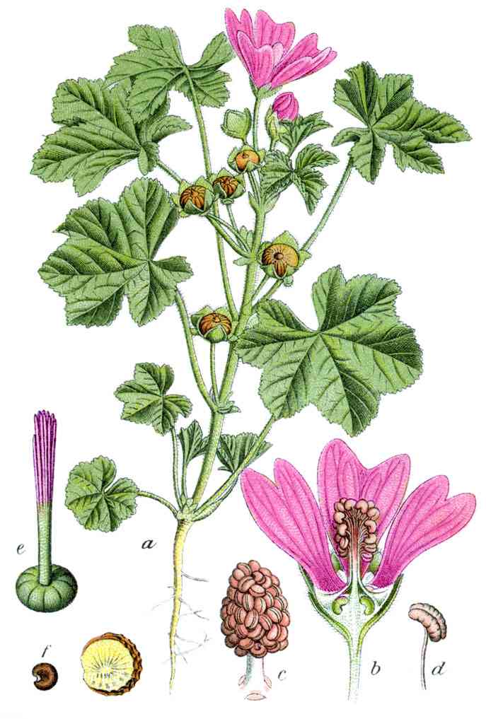 Common mallow