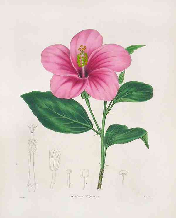 Wax mallow
