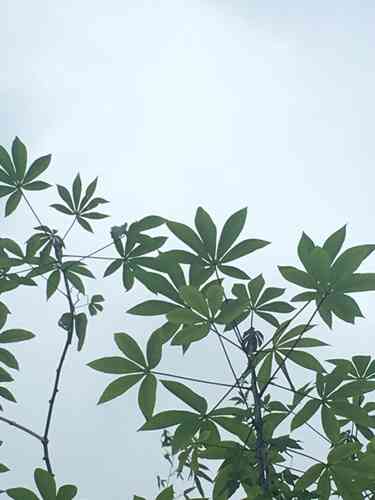 Cassava